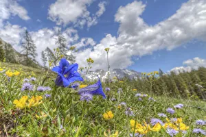 Images Dated 16th June 2013: Blooming alpine meadow with Alpine Gentian -Gentiana alpina- at the front, Dachstein Mountains