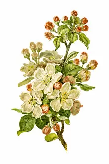 Watercolor Paints Gallery: Blooming apple branch 19 century illustration