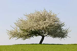 Images Dated 23rd April 2011: Blooming apple tree in a field, Lower Franconia, Bavaria, Germany, Europe