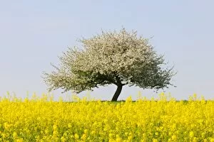 Images Dated 23rd April 2011: Blooming apple tree in a rape field, Lower Franconia, Bavaria, Germany, Europe