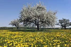 Images Dated 25th April 2011: Blooming apple tree on a spring meadow