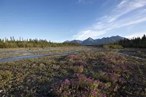 Yukon Prints: Blooming Broad-leaved Willowherb -Epilobium montanum- near subalpine creek