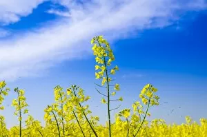 Images Dated 17th May 2013: Blooming canola -Brassica napus-, East Holstein, Schleswig-Holstein, Germany
