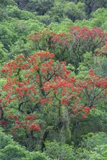 Flourishing Prints: Blooming Cockspur Coral Tree -Erythrina crista-galli-, Salta, Argentina