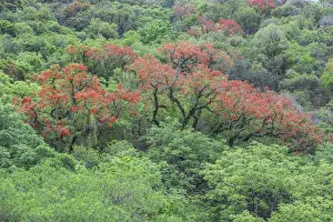 Argentina Prints: Blooming Cockspur Coral Tree -Erythrina crista-galli-, Salta, Argentina