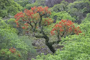 Blooming Cockspur Coral Tree -Erythrina crista-galli-, Salta, Argentina