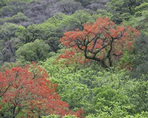 Flourishing Prints: Blooming Cockspur Coral Tree -Erythrina crista-galli-, Salta, Argentina
