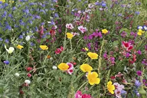 Blooming colourful flower meadow, garden sowing, Allgau, Bavaria, Germany