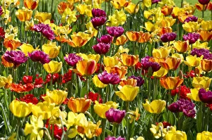 Images Dated 28th April 2012: Blooming colourful Tulips -Tulipa-, Germany