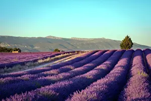 Lavender Dreams: A Journey Through Violet Fields: Blooming fields of lavender
