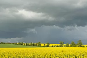 Images Dated 15th May 2013: Blooming fields of rapeseed -Brassica napus- against a dark gray sky, Thuringia, Germany