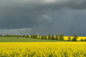 Cultural Landscape Prints: Blooming fields of rapeseed -Brassica napus- against a dark gray sky, Thuringia, Germany