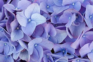 Images Dated 26th June 2012: Blooming flowers