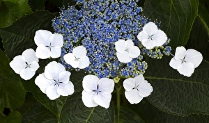 Images Dated 28th June 2012: Blooming flowers