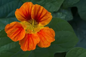 Images Dated 28th June 2012: Blooming flowers