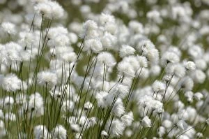 Images Dated 9th May 2013: Blooming Hare s-tail Cottongrass, Tussock Cottongrass or Sheathed Cottonsedge -Eriophorum