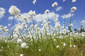 Images Dated 9th May 2013: Blooming Hare s-tail Cottongrass, Tussock Cottongrass or Sheathed Cottonsedge -Eriophorum