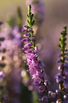 Images Dated 28th August 2014: Blooming Heather -Calluna vulgaris- with dewdrops in the morning sun, Oksbol