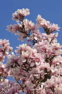 Blooming Magnolia -Magnolia- against a blue sky, Eckental, Middle Franconia, Bavaria, Germany
