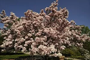 Blooming Magnolia -Magnolia- in the city park with a blue sky, Nuremberg, Middle Franconia, Bavaria, Germany