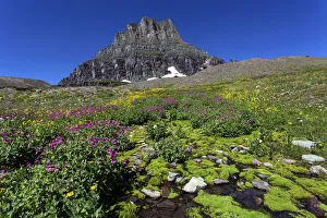 Montana Collection: Blooming mountain flowers in front of the Clements Mountains, Hidden Lake Trail