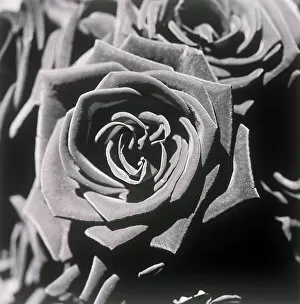 Henri Silberman Collection Gallery: Blooming roses