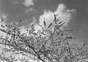 Springtime Gallery: Blooming tree, (B&W), low angle view