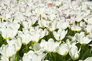 Blooming white Tulips -Tulipa-, Germany