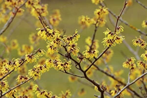 Images Dated 24th February 2010: Blooming Witch Hazel -Hamamelis intermedia-