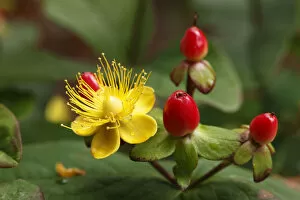 Travel with Martin Siepmann Collection: Blossom and berries of Hypericum or St. Johns Wort (Hypericum inodorum, Magical Passion ), shrub