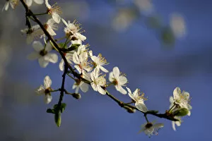 Images Dated 8th March 2014: Blossom of the cherry plum -Prunus cerasifera-, North Rhine-Westphalia, Germany