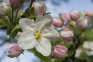 Blossom, Cultivated Apple -Malus domestica, Boskoop-, Thuringia, Germany