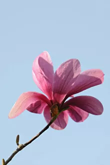 Images Dated 1st April 2011: Blossom of a magnolia -Magnolia-, Heaven Scent species