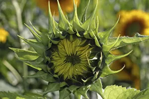 Blossom, not yet open, sunflower -Helianthus annuus-