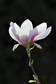 Images Dated 1st April 2011: Blossom of a saucer magnolia -Magnolia x soulangeana-, Amabilis cultivar