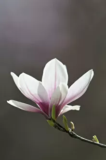 Images Dated 1st April 2011: Blossom of a saucer magnolia -Magnolia x soulangeana-, Amabilis cultivar