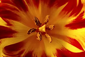 Images Dated 16th March 2010: Blossom of a tulip, close-up