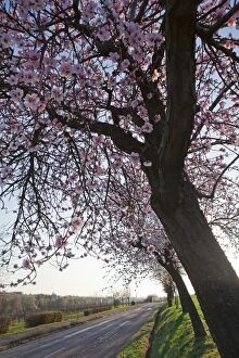 Blossoming almond trees -Prunus dulcis-, Rhineland-Palatinate, Germany