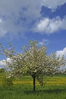 Images Dated 9th July 2013: Blossoming Apple Tree -Malus domesticus-, dandelion meadow village of Pettensiedel at back