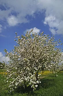 Images Dated 9th July 2013: Blossoming Apple Tree -Malus domesticus- on a meadow, Pettensiedel, Igensdorf, Upper Franconia