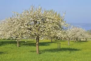 Images Dated 16th April 2011: Blossoming apple trees on Lake Constance, Baden-Wuerttemberg, Germany, Europe