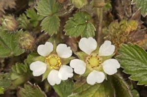 Blossoming Barren Strawberry -Potentilla sterilis-, Untergroningen, Abtsgmuend, Baden-Wurttemberg, Germany