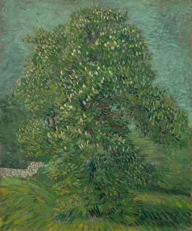 Summer Landscape Prints: Blossoming Chestnut Tree