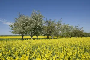 Apple Tree Prints: Blossoming fruit trees at a rapeseed field -Brassica napus- in flower, Thuringia, Germany