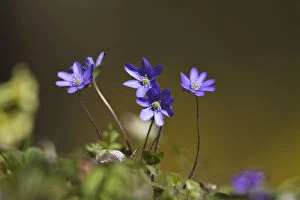 Images Dated 7th April 2011: Blossoming Hepatica, Liverwort -Hepatica nobilis-, Germany, Europe
