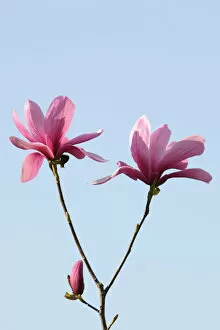 Images Dated 1st April 2011: Blossoms of a magnolia -Magnolia-, Heaven Scent species