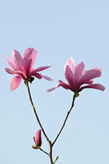 Blooming Prints: Blossoms of a magnolia -Magnolia-, Heaven Scent species