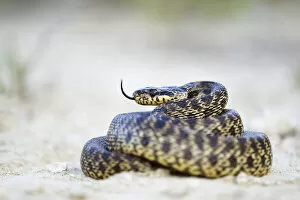 Blotched Snake -Elaphe sauromates-, darting its tongue, Pleven region, Bulgaria