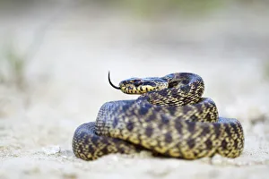 Bulgaria Gallery: Blotched Snake -Elaphe sauromates-, darting its tongue, Pleven region, Bulgaria