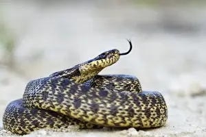 Colubrid Prints: Blotched Snake -Elaphe sauromates-, darting its tongue, Pleven region, Bulgaria